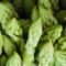 Tydzień Ze Zdrowym Odżywianiem – Warzywa Sezonowe: Szparagi